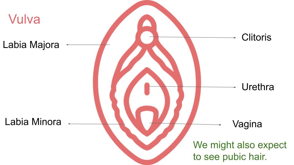 female genital mutilation FGM PSHE lesson from Youcantknoweverything Education ideal for KS3 or KS4 vulva labelled diagram